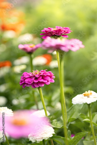 Summer flowers. Colorful zinnia flowers in a garden. Sunset or sunrise time. Summer natural backdrop.