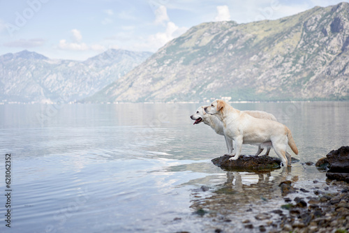 two dogs on the backdrop of mountains and the sea. Labrador Retriever near the water. Pet in nature.