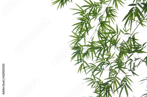 green bamboo branch with white background