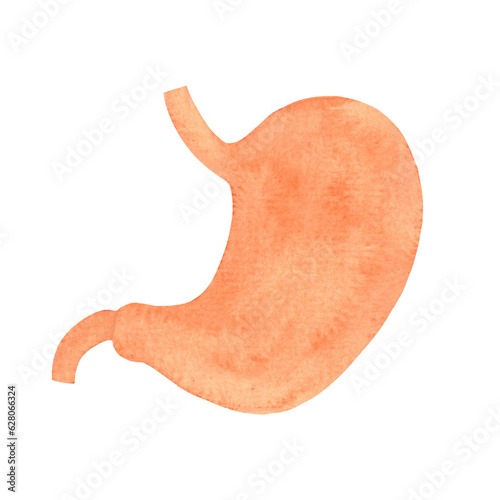 human stomach, internal organs drawn by watercolor, isolated medical illustration