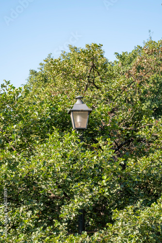 A public lamppost between the branches of the trees that have grown around it.