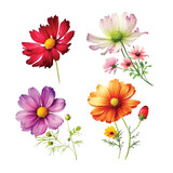 Cosmos flower watercolor paint collection
