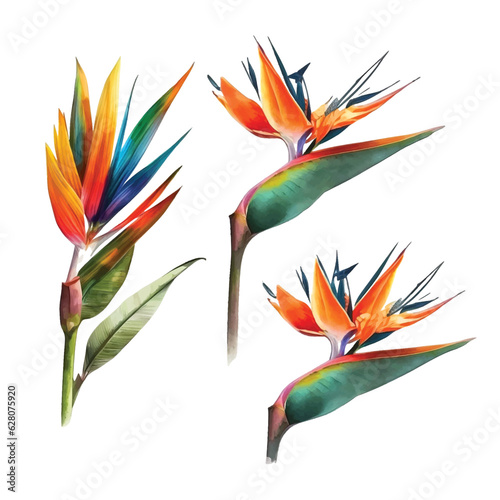 Bird of paradise flower watercolor paint collection 