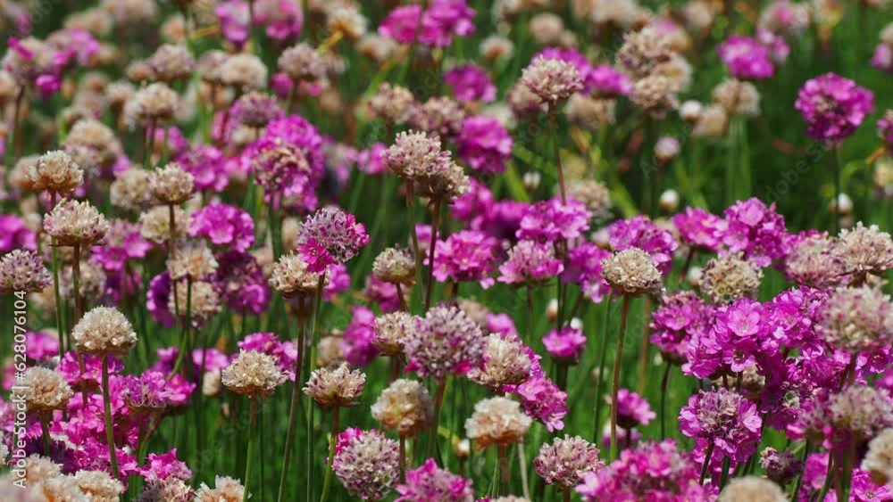 Field of beautiful pink and white flowers during springtime in Europe Field of beautiful pink and white flowers during springtime in Europe