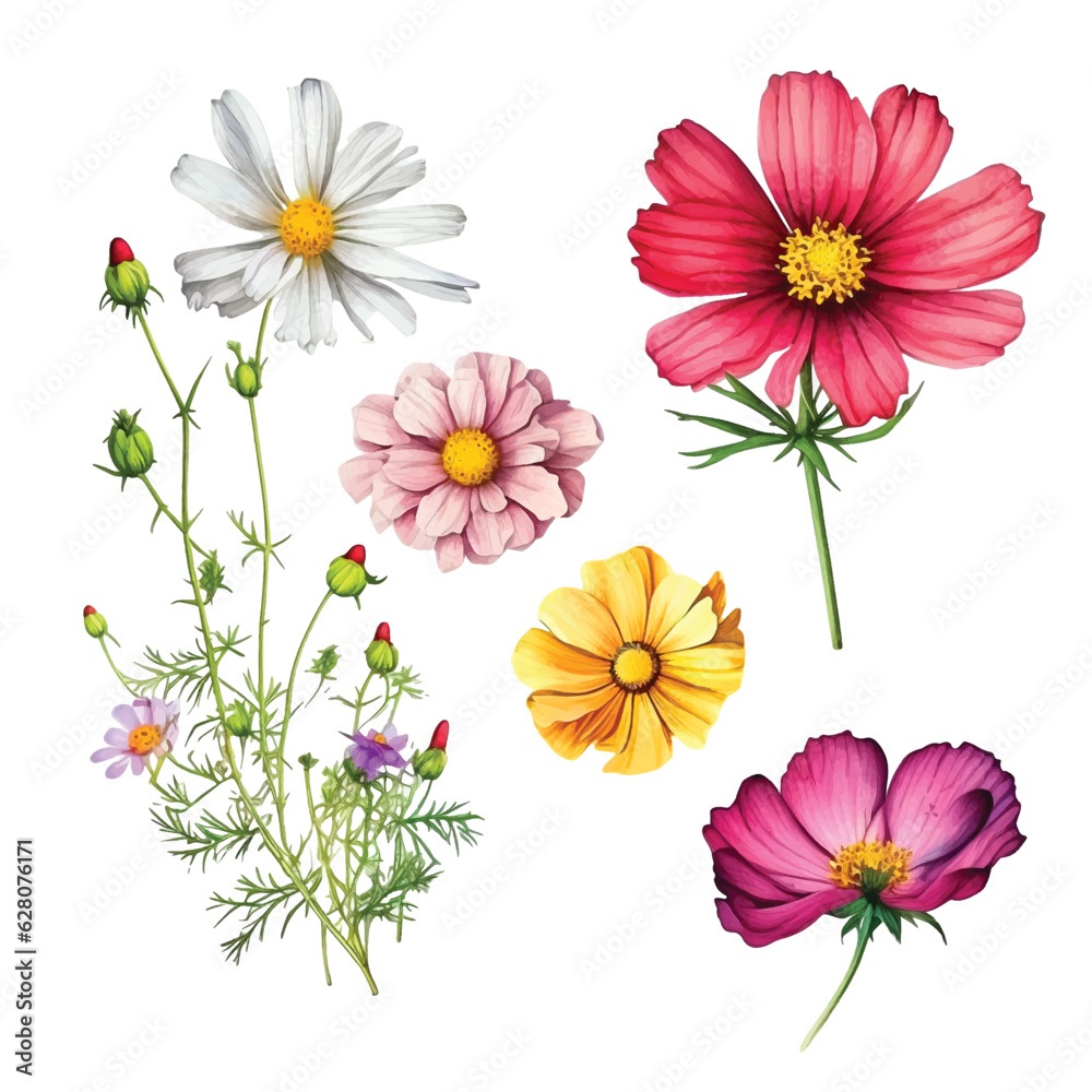 Cosmos flower watercolor paint collection Cosmos flower watercolor paint collection