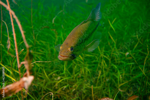 Largemouth bass swimming through the weeds in a Michigan inland lake. Micropterus salmoides