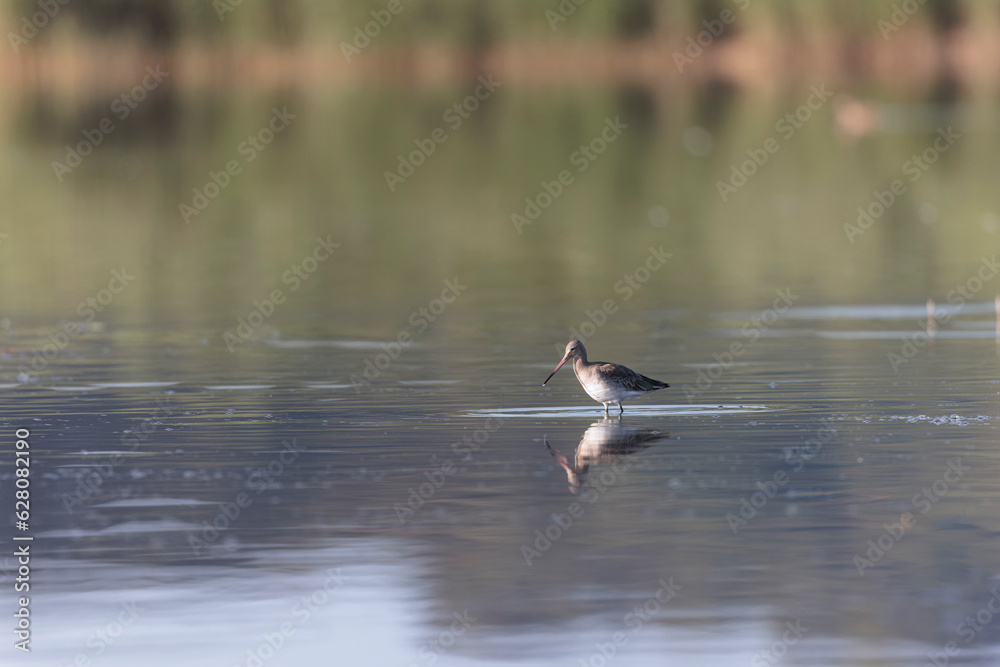 Black-tailed Godwit Limosa limosa in a swamp in northern Brittany Black-tailed Godwit Limosa limosa in a swamp in northern Brittany