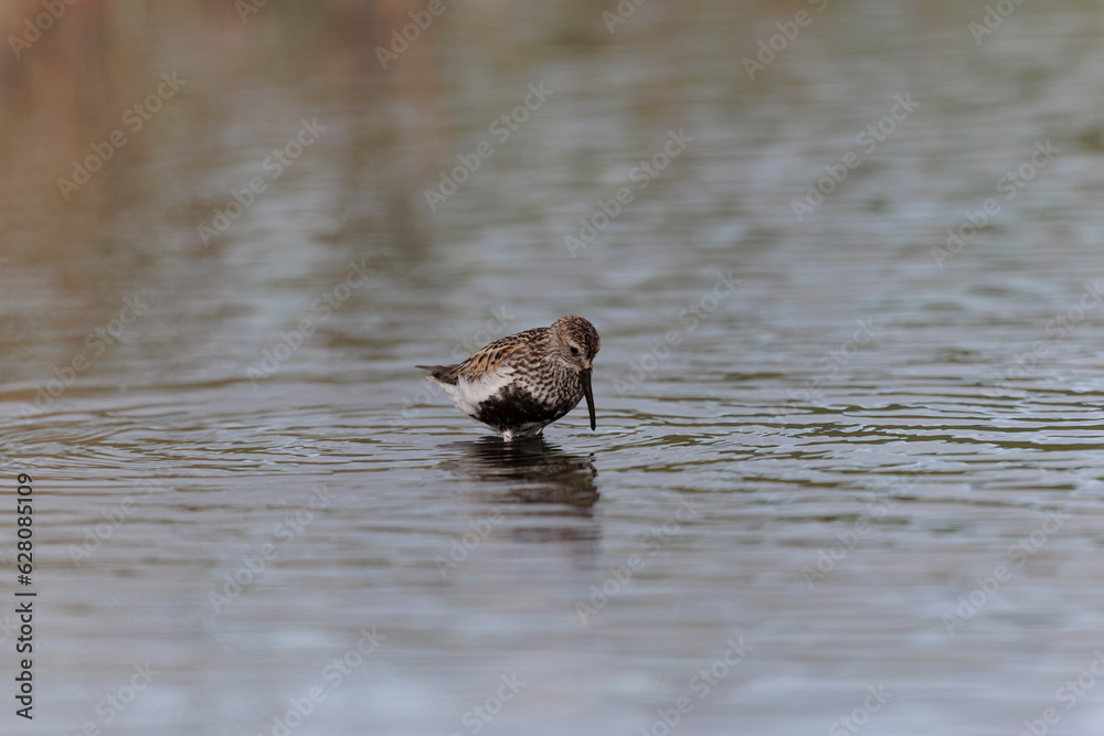 Dunlin Calidris alpina walking on a sandy beach on low tide in Brittany in France
Dunlin Calidris alpina walking on a sandy beach on low tide in Brittany in France