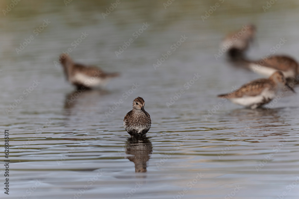 Dunlin Calidris alpina walking on a sandy beach on low tide in Brittany in France
Dunlin Calidris alpina walking on a sandy beach on low tide in Brittany in France