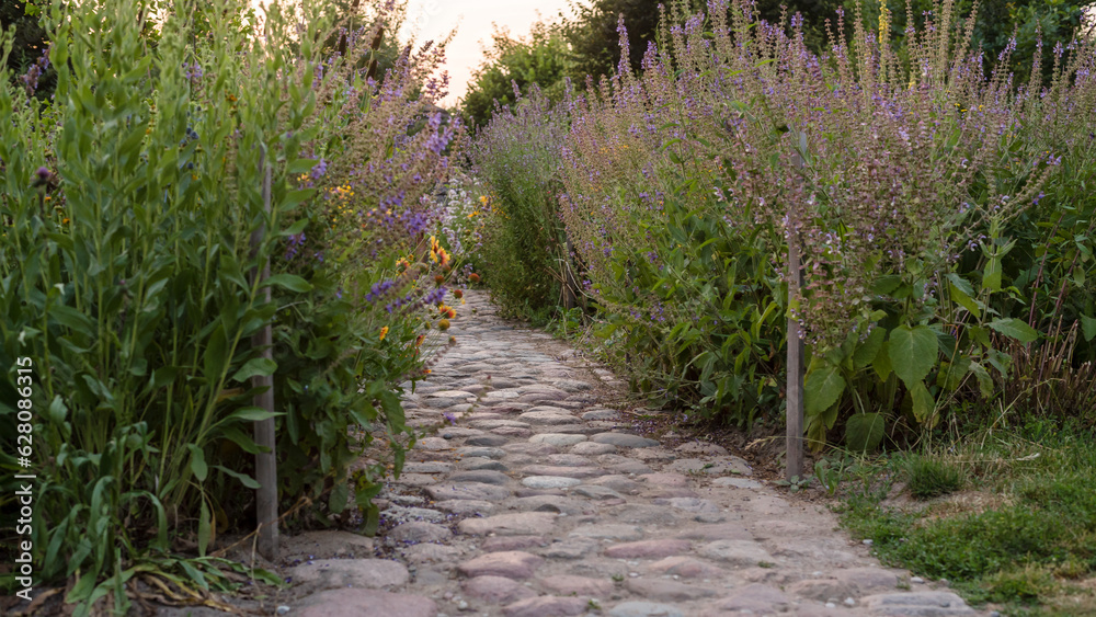 Stone pathway with wild grasses on the sides. Sunset summer natural background. Banner Stone pathway with wild grasses on the sides. Sunset summer natural background. Banner