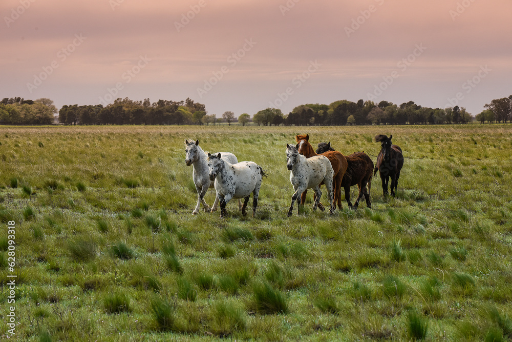 Fototapeta premium Herd of horses in the coutryside, La Pampa province, Patagonia, Argentina.