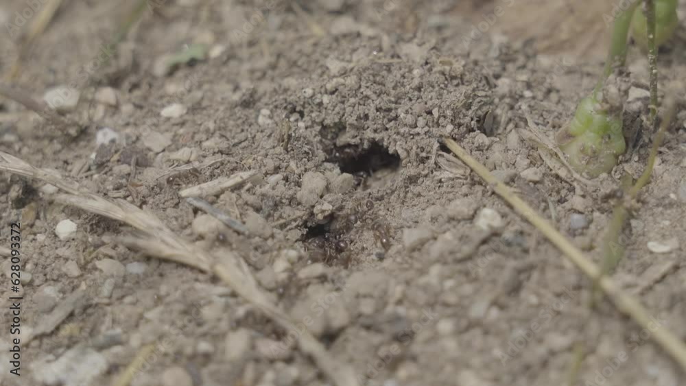 Ants come in and out of the hole in the ground Ants come in and out of the hole in the ground
