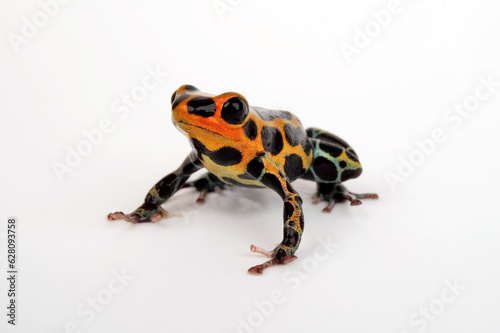 Mimic Poison Frog // Falscher Fünfstreifen-Baumsteiger, Zweipunkter (Ranitomeya imitator / Ranitomeya intermedia ) - Chazuta