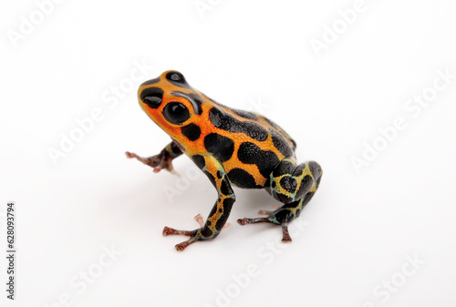 Mimic Poison Frog // Falscher Fünfstreifen-Baumsteiger, Zweipunkter (Ranitomeya imitator / Ranitomeya intermedia ) - Chazuta