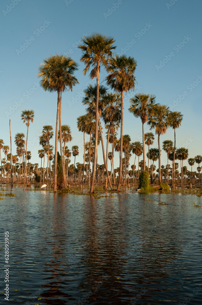 Palms landscape in La Estrella Marsh, Formosa province, Argentina.