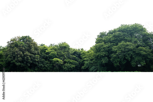 trees isolated on a white background. clipping path