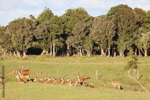 Fototapeta Naklejka Na Ścianę i Meble -  Herd of deer with forest background