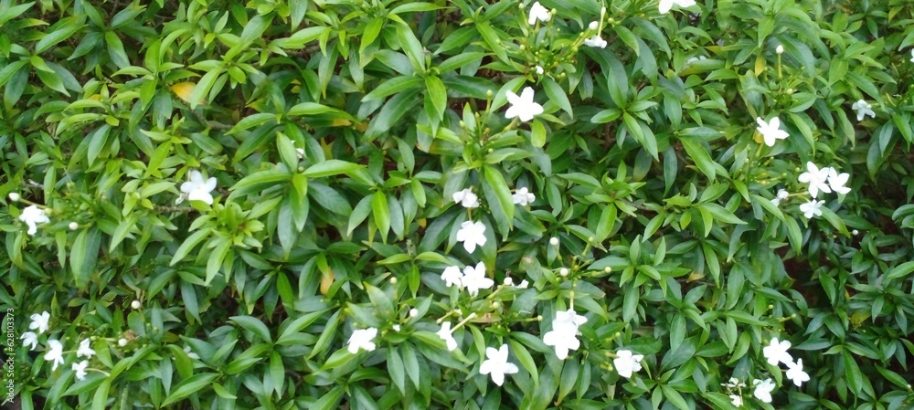 Green hedges are used for decoration and as a background wall. Green hedges are used for decoration and as a background wall.