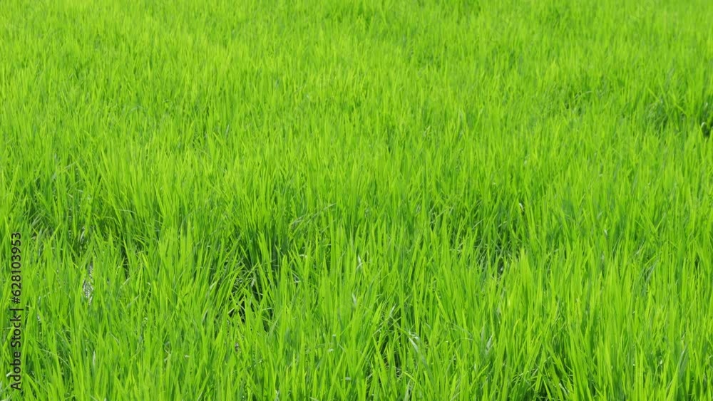 Rice swaying in the wind, rice fields in summer, agriculture Rice swaying in the wind, rice fields in summer, agriculture