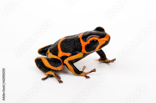 Mimic Poison Frog // Falscher Fünfstreifen-Baumsteiger, Zweipunkter (Ranitomeya imitator) ”Huallaga“