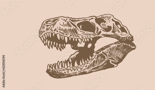 Graphical vintage illustration of skull of tyrannosaurus,vector illustration, fossils