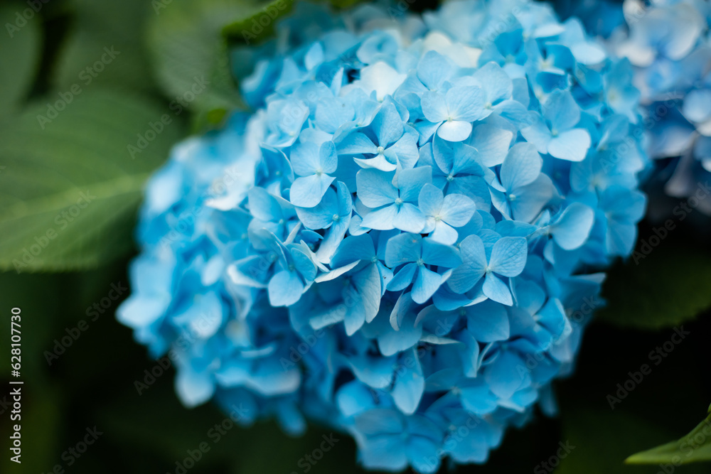 Beautiful blue hydrangea in the garden