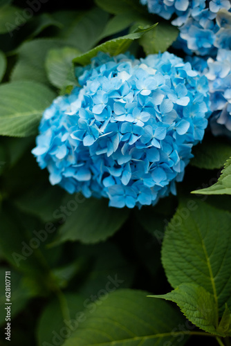 Beautiful blue hydrangea in the garden