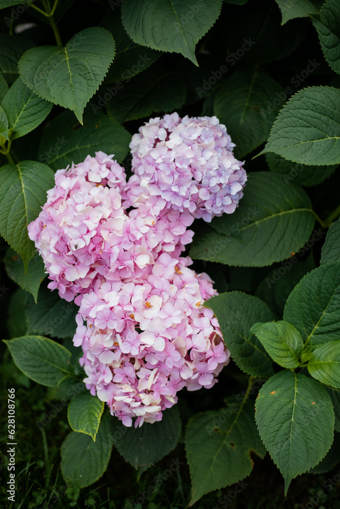 Beautiful pink hydrangea in the garden. Beautiful pink hydrangea in the garden.