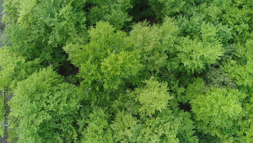 Beautiful aerial view of green forest