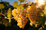 Yellow sunny  grapes in plantation. Gold wine in vineyard, close up. Rose grapevine in Vineyards. New vintage wine concept. 