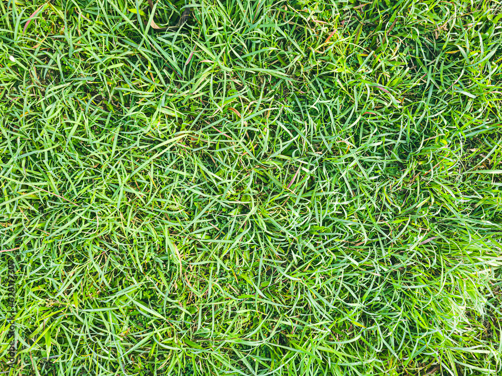 Green grass texture background Top view. grass with clover texture seamless, Ground texture with dry grass and small. Nature green grass background top view Green grass texture background Top view. grass with clover texture seamless, Ground texture with dry grass and small. Nature green grass background top view