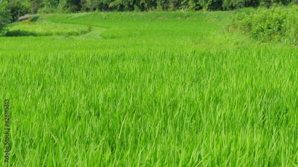 Rice swaying in the wind, rice fields in summer, agriculture Rice swaying in the wind, rice fields in summer, agriculture