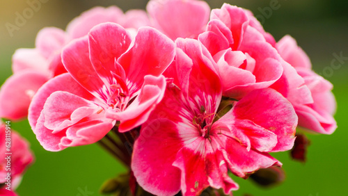 Macro de pétales de fleurs, avec un bokeh intense