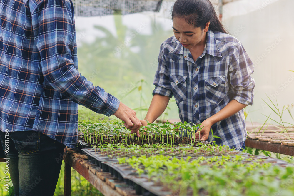 Fototapeta premium Farmer, Owner organics vegetable farm in the greenhouse inspects the quality of the young organic vegetables for next step. Selected focus