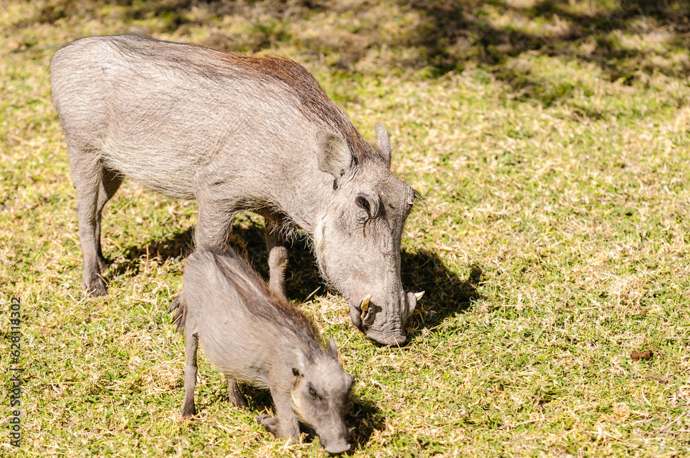 Female common warthog with a piglet eating grass, Etosha National Park, Namibia Female common warthog with a piglet eating grass, Etosha National Park, Namibia