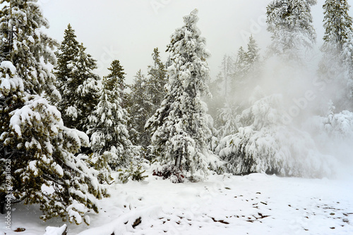 Yellowstone Winter Snow