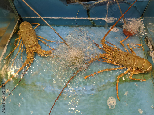 Lobsters in a tank of water at a seafood restaurant, Phuket, Thailand photo