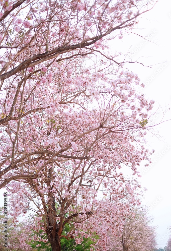 Beautiful pink Nang Phaya Sua Krong full blooming in the botanic garden during spring time of Thailand. Beautiful pink Nang Phaya Sua Krong full blooming in the botanic garden during spring time of Thailand.