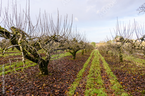 Rows of apple trees in an orchard during winter in County Armagh, Northern Ireland, United Kingdom, UK