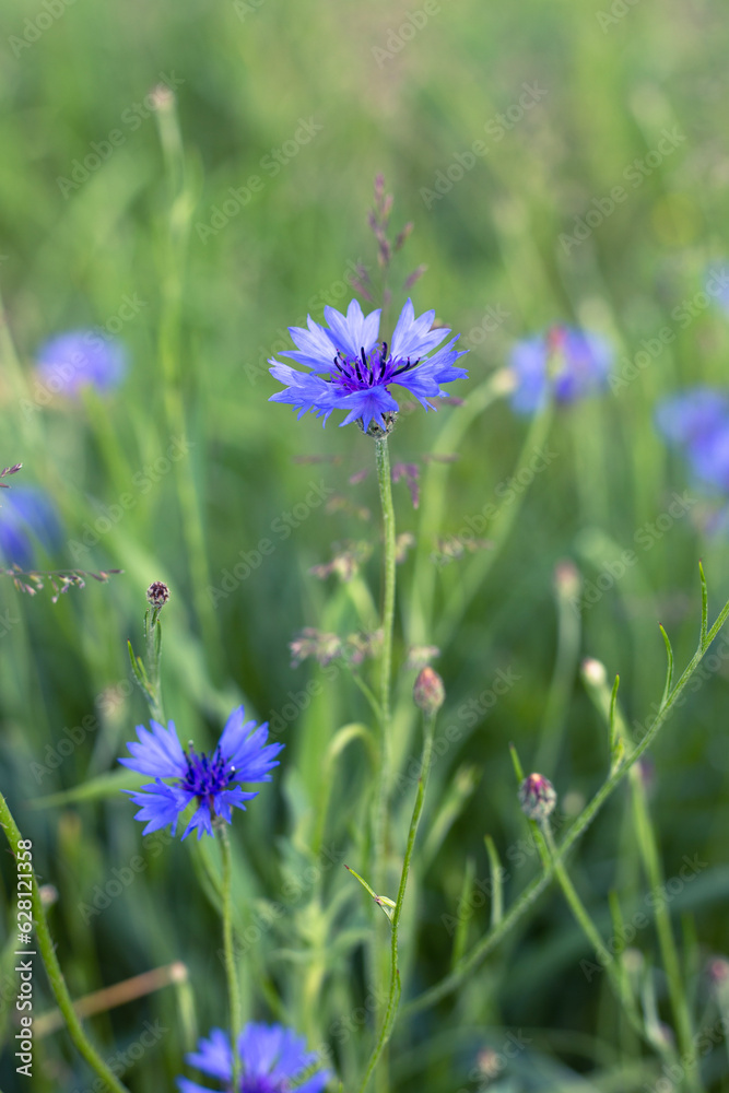 natura, pięknochaber, bławatek, kwiat polny, zioła, lato, pole, piękno, flora, やぐるまぎく, 藍瓶蒼蠅, bluebottle, Centaurea, pola, roślin, niebieski polny kwiat, blękit, kwiatowy, beuty natura, pięknochaber, bławatek, kwiat polny, zioła, lato, pole, piękno, flora, やぐるまぎく, 藍瓶蒼蠅, bluebottle, Centaurea, pola, roślin, niebieski polny kwiat, blękit, kwiatowy, beuty