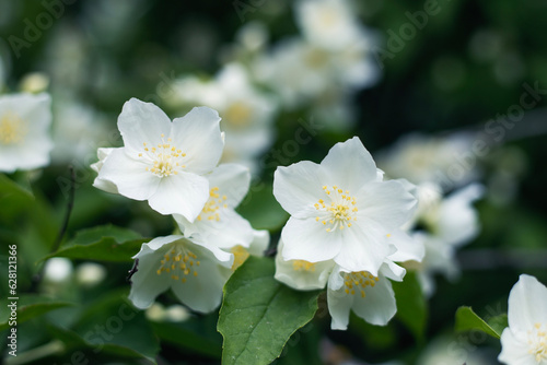 natura, piękno, biały kwiat, beauty, flower, jaśmin, jasmine, 茉莉花, まつり © Kima