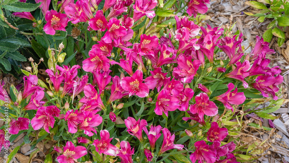 Closeup view of bright and colorful red pink and yellow flowers of alstroemeria aka Peruvian lily or lily of the Incas blooming outdoors in garden