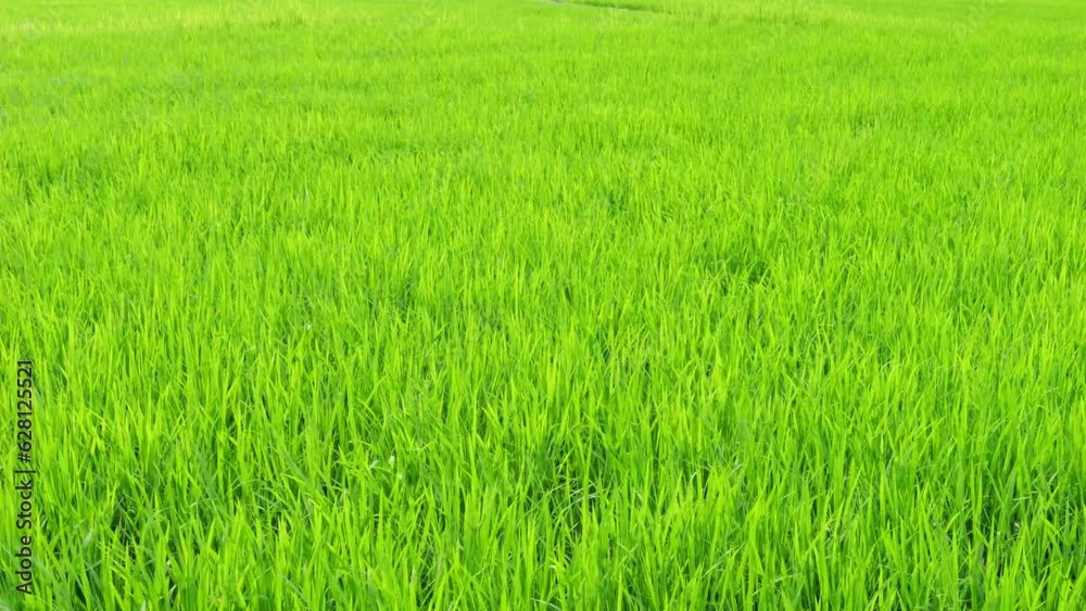 Rice swaying in the wind, rice fields in summer, agriculture Rice swaying in the wind, rice fields in summer, agriculture