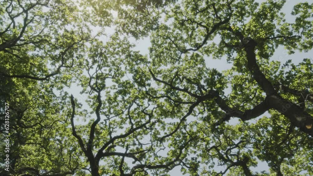 Upward view of the treetops in a dense summer forest with sunbeams breaking through the foliage. Slow motion forward camera, great background for any of your projects Upward view of the treetops in a dense summer forest with sunbeams breaking through the foliage. Slow motion forward camera, great background for any of your projects