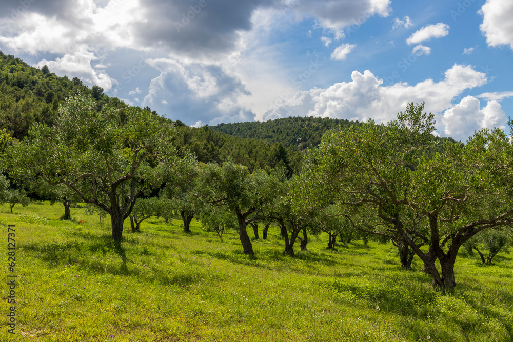 Olive tree orchard in Krka national park in Croatia Olive tree orchard in Krka national park in Croatia