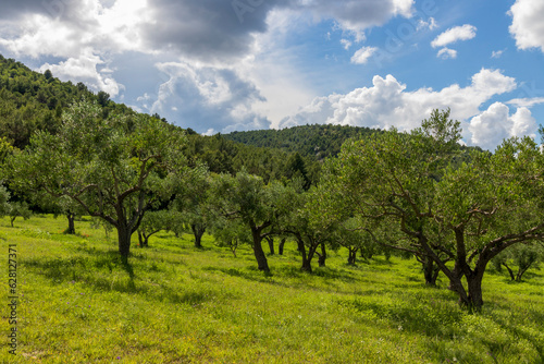 Olive tree orchard in Krka national park in Croatia