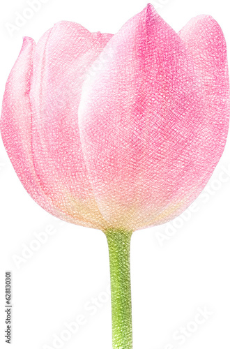 tulips drawn with colored pencils