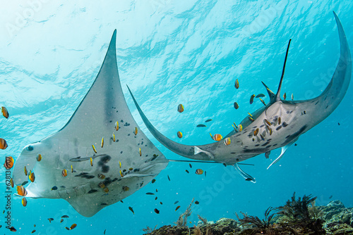 Photos Manta Raja Ampat