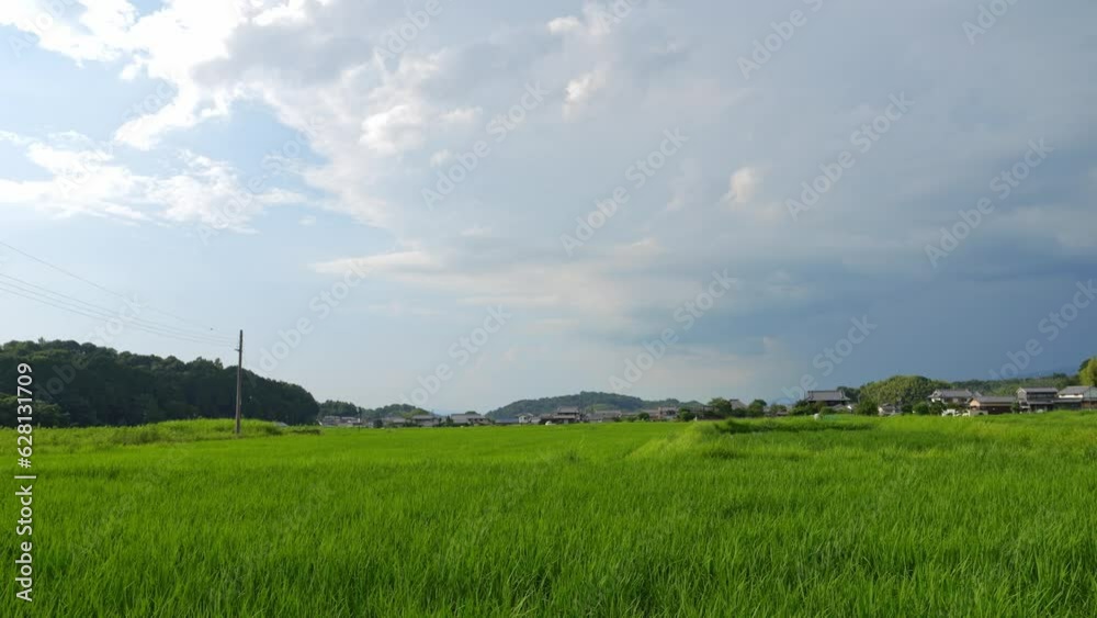 Scenery of rice paddies in midsummer