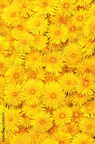 Background and texture of yellow dandelions. View from above.